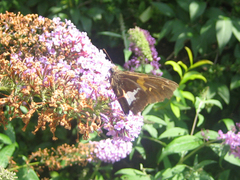 Epargyreus clarus clarus