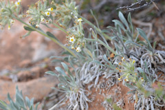 Oreocarya flavoculata