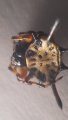 Gasteracantha clavigera