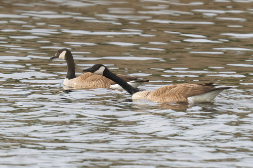 Canada Goose