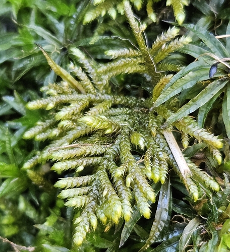 Image of Flagellate Feather-Moss (Hyocomium armoricum) by (c) Helen Waterman, some rights reserved (CC BY)