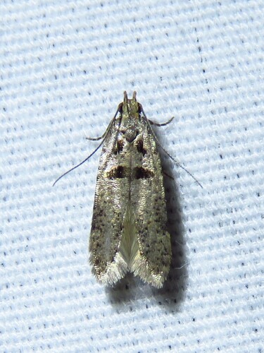 Deltophora glandiferella photo 4