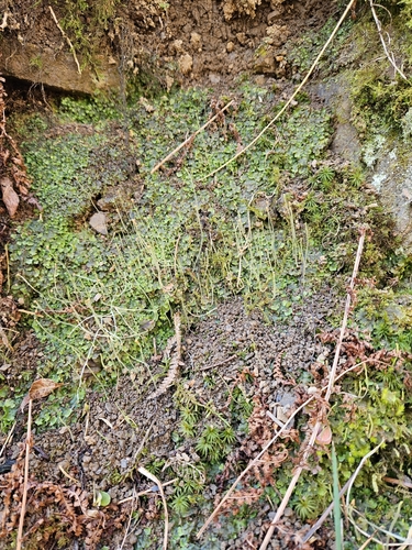 Image of Pellia epiphylla by (c) Helen Waterman, some rights reserved (CC BY)