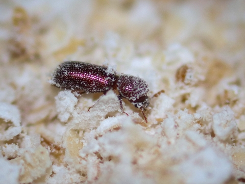 Lesser Grain Borer photo 2