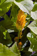 Celosia argentea plumosa