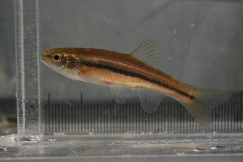 Finescale Dace
