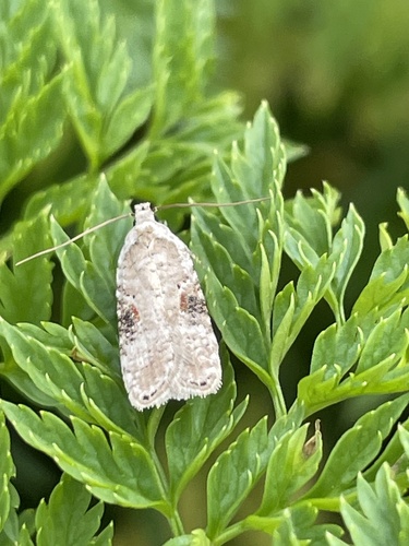 Poison hemlock moth photo 5