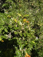 Quercus saltillensis