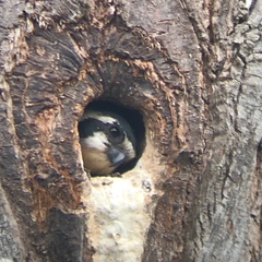 Microhierax fringillarius