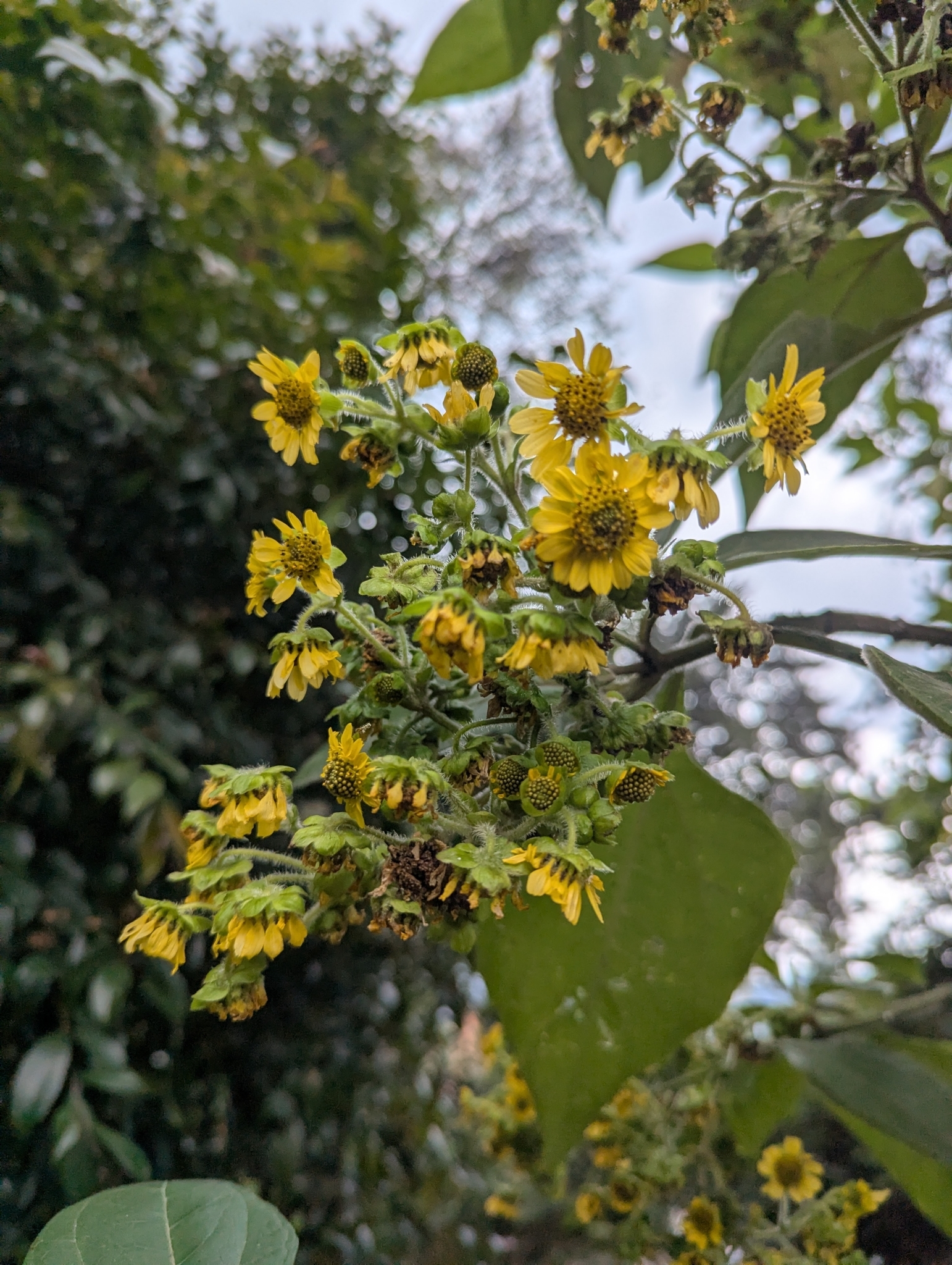 Imagem de Almeirão-de-árvore