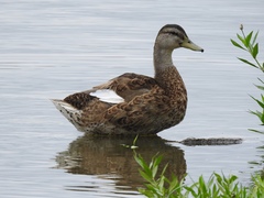 Anas platyrhynchos domesticus