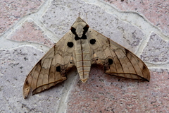 Ambulyx substrigilis