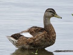 Anas platyrhynchos domesticus