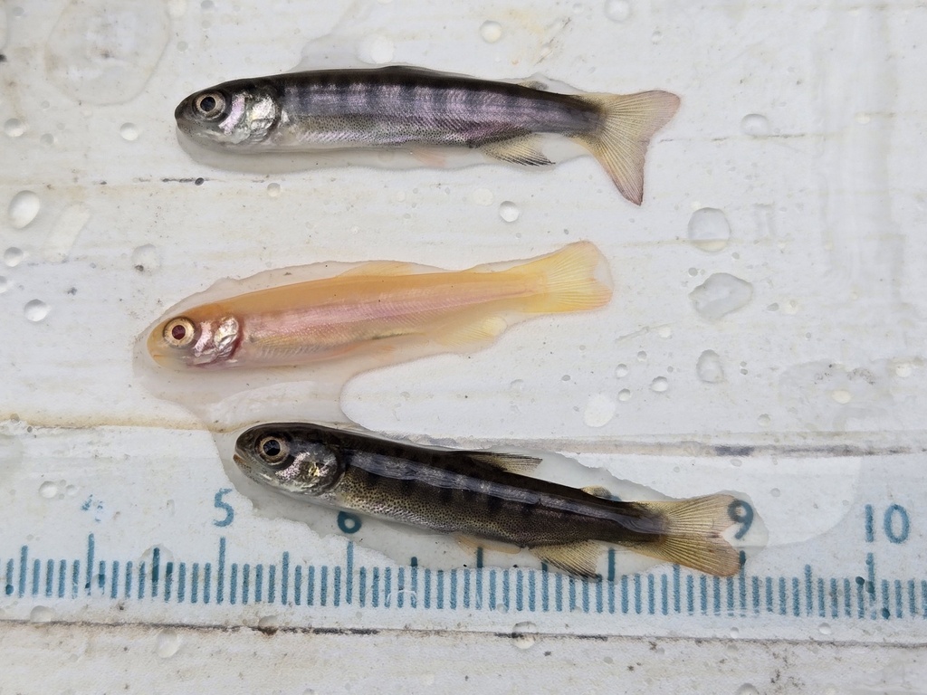 Coho salmon (Oncorhynchus kisutch) — Salmonidae