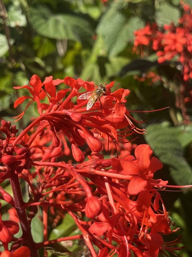 Clerodendrum speciosissimum observed 2025-03-27