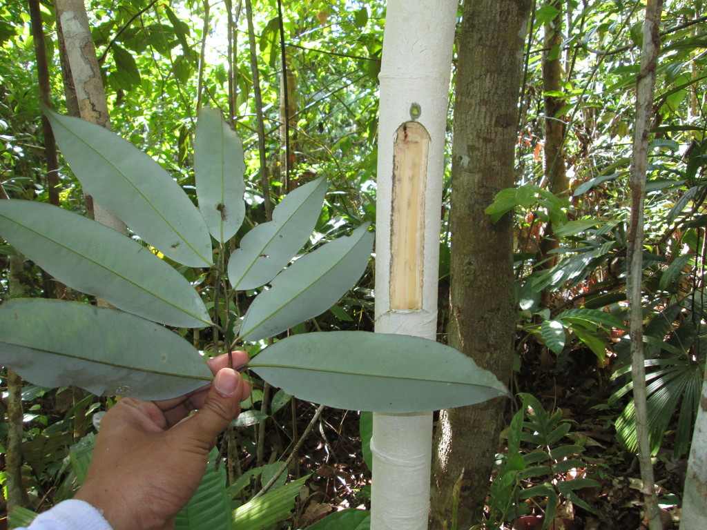 Maasia glauca