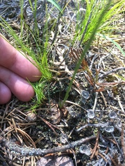 Spiranthes lacera lacera
