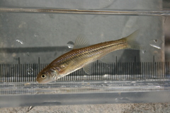 Brassy Minnow photo 2
