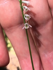 Spiranthes lacera lacera