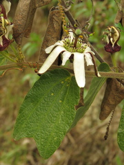 Passiflora bogotensis
