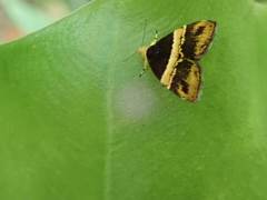 Choreutis basalis