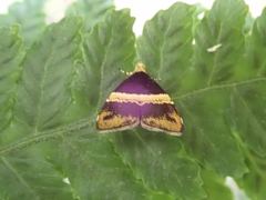 Choreutis basalis