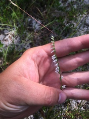 Spiranthes lacera lacera