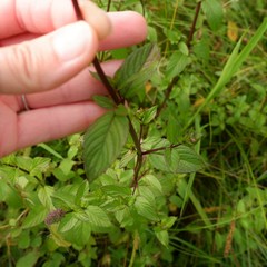 Mentha × piperita