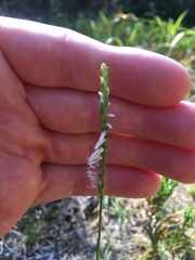 Spiranthes lacera lacera