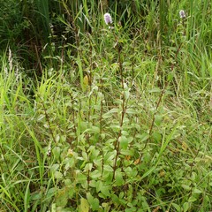 Mentha × piperita