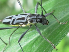 Rhaphuma atrosignata