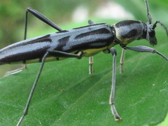 Rhaphuma atrosignata