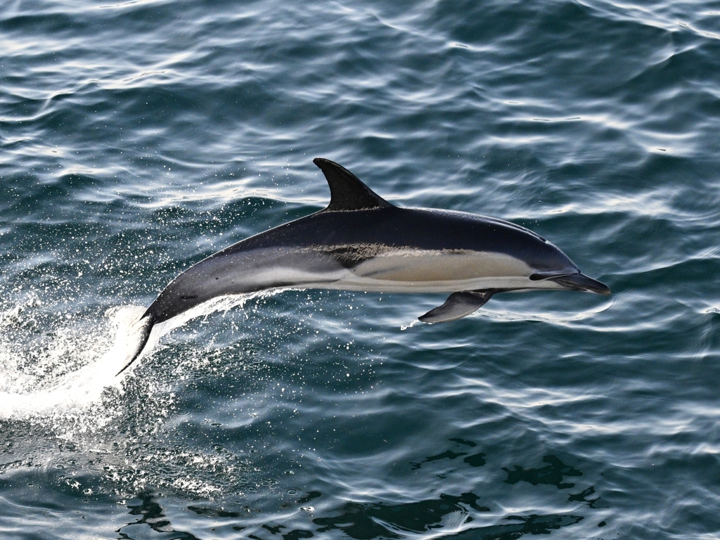 Delphinus delphis delphis