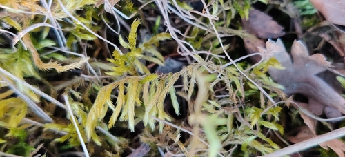 Image of Homalothecium lutescens by (c) Ondřej Křivan, some rights reserved (CC BY)