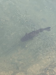 Steindachneridion melanodermatum