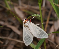 Amerila rubripes