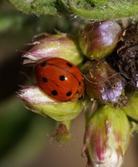 Coelophora inaequalis