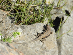 Liolaemus platei