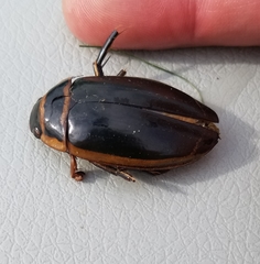Dytiscus harrisii