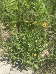 Helenium bigelovii