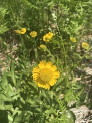 Helenium bigelovii