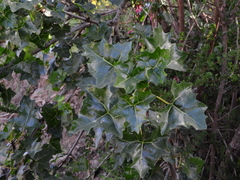 Vasconcellea chilensis