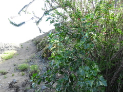 Vasconcellea chilensis