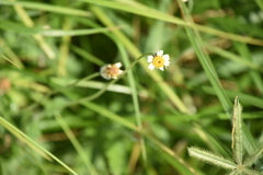 Tridax procumbens image