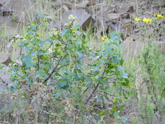 Vasconcellea chilensis