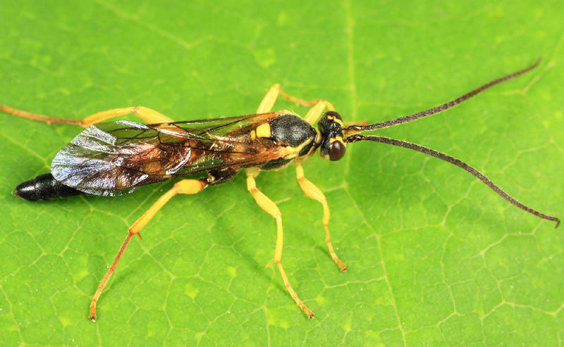Aoplus confirmatus