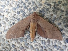 Marumba cristata bukaiana