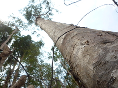 Shorea amplexicaulis