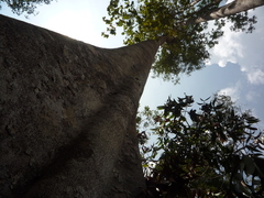 Shorea amplexicaulis