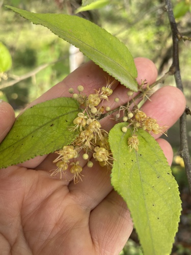 Guazuma ulmifolia - Whole tree